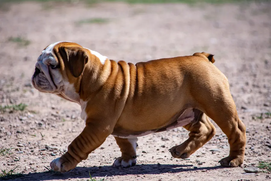 Bouledogue Anglais
