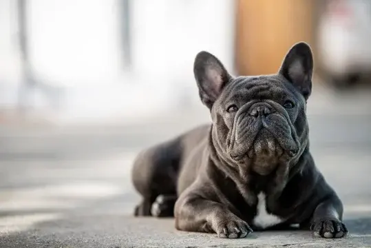 Bouledogue Français