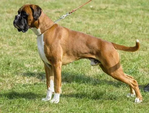Boxer