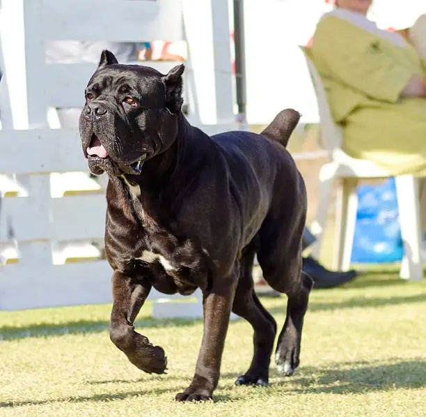 Cane Corso