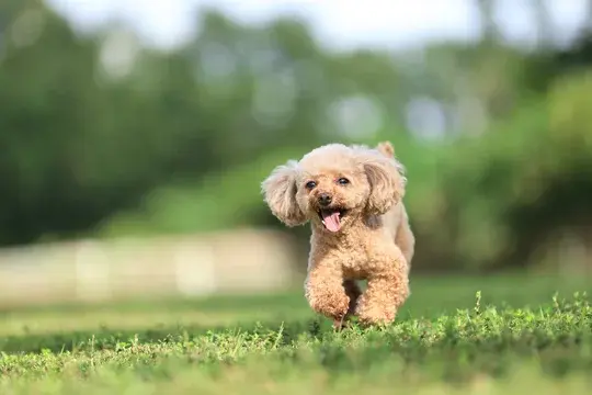 Caniche