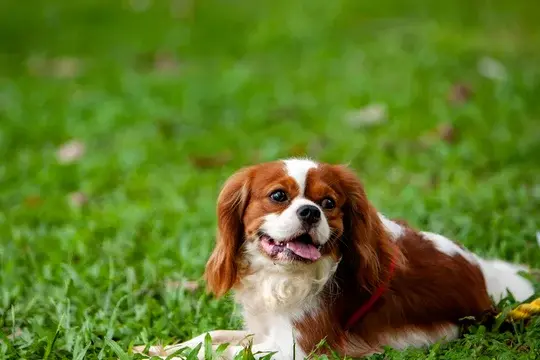 Cavalier King Charles Spaniel