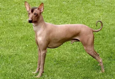 Chien nu du Pérou