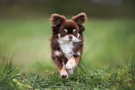 Chihuahua