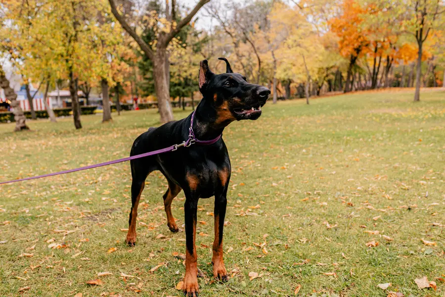 Dobermann