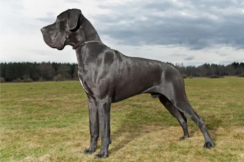 Dogue Allemand