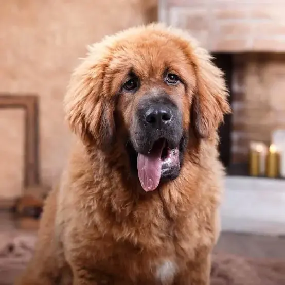 Dogue du Tibet