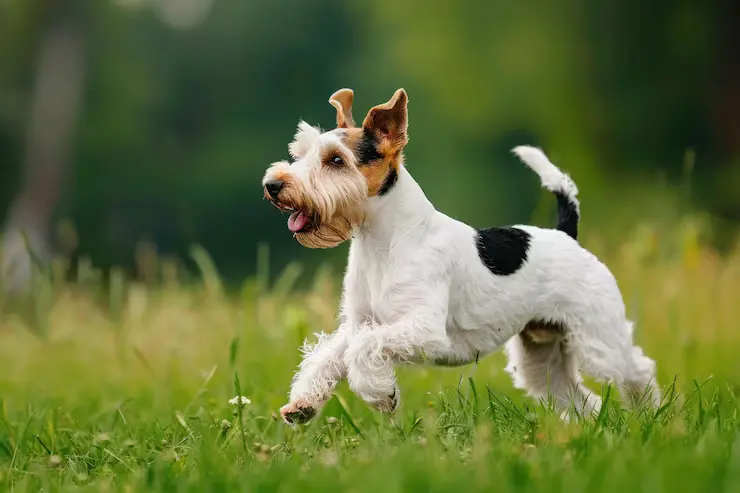 Fox Terrier