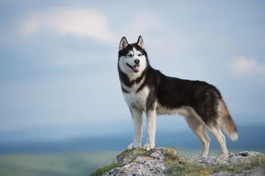 Husky Sibérien