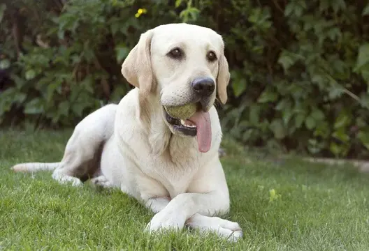 Labrador Retriever
