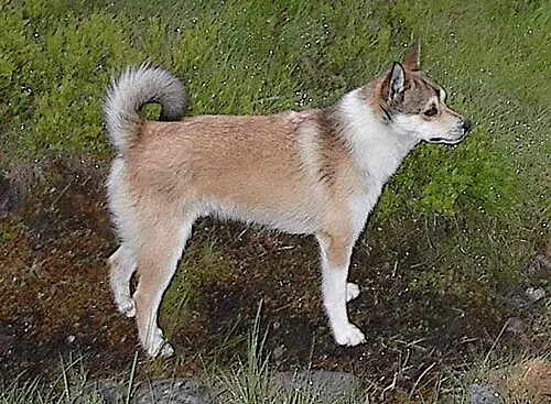 Lundehund (Chien de Norvège)
