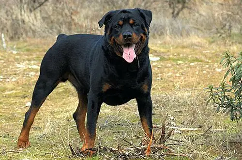 Rottweiler
