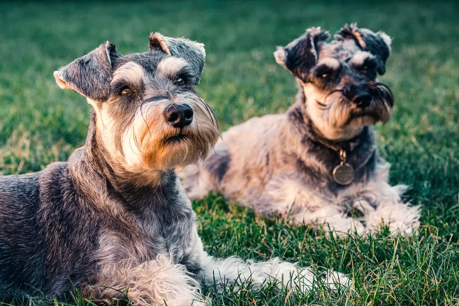 Schnauzer Moyen