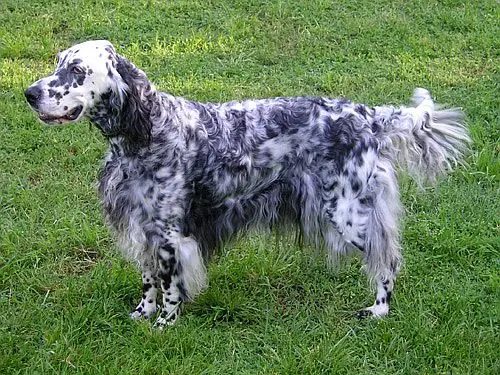 Setter Anglais