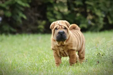 Shar Peï