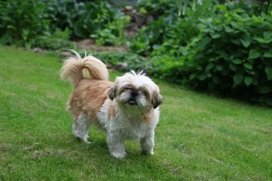 Shih Tzu