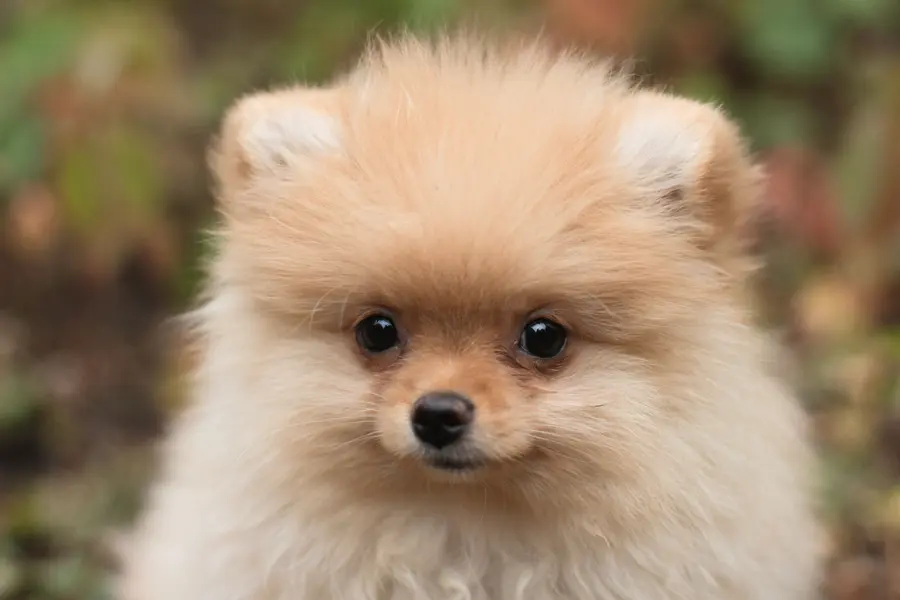Spitz Allemand (Poméranien)
