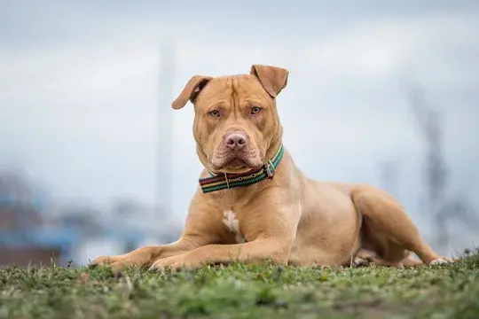 Staffordshire Bull Terrier