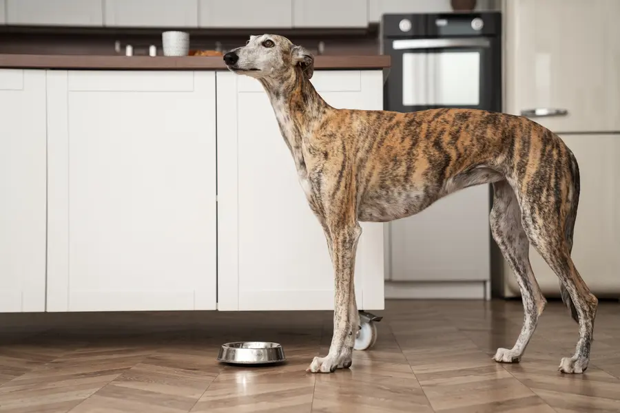 Whippet