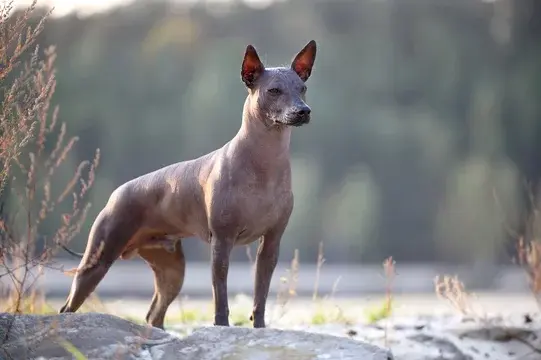 Xoloitzcuintle (chien nu mexicain)