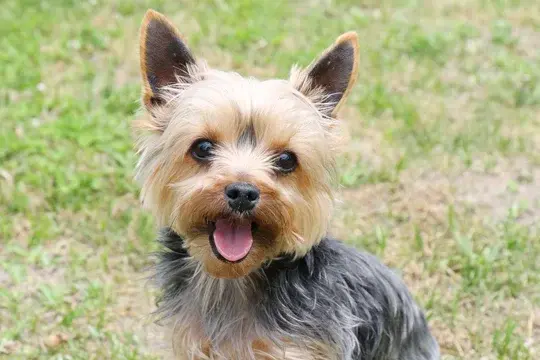 Yorkshire Terrier
