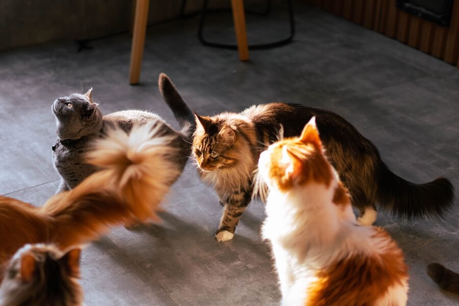 Différentes races de chat