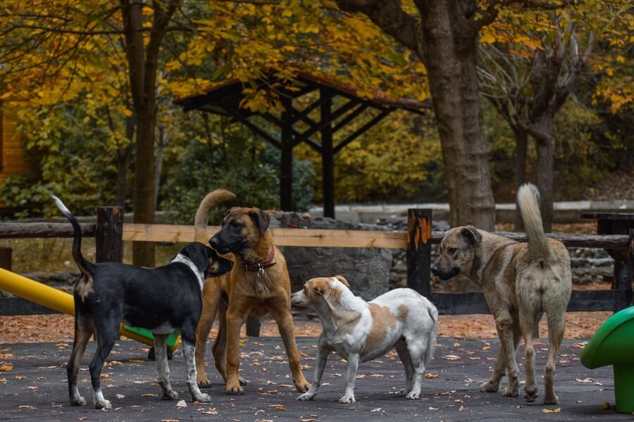 Différentes races de chiens