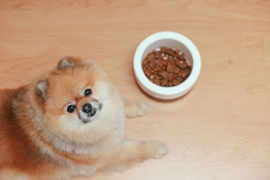 Croquettes et budget animal