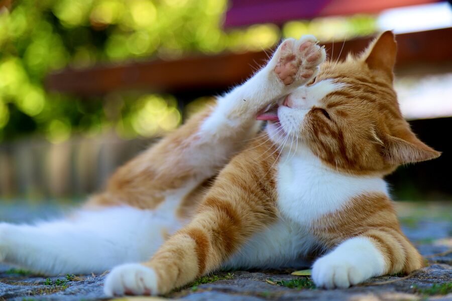 Chat qui fait sa toilette